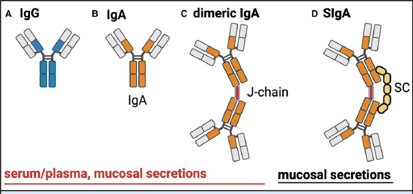 Serum and Immunoglobulins